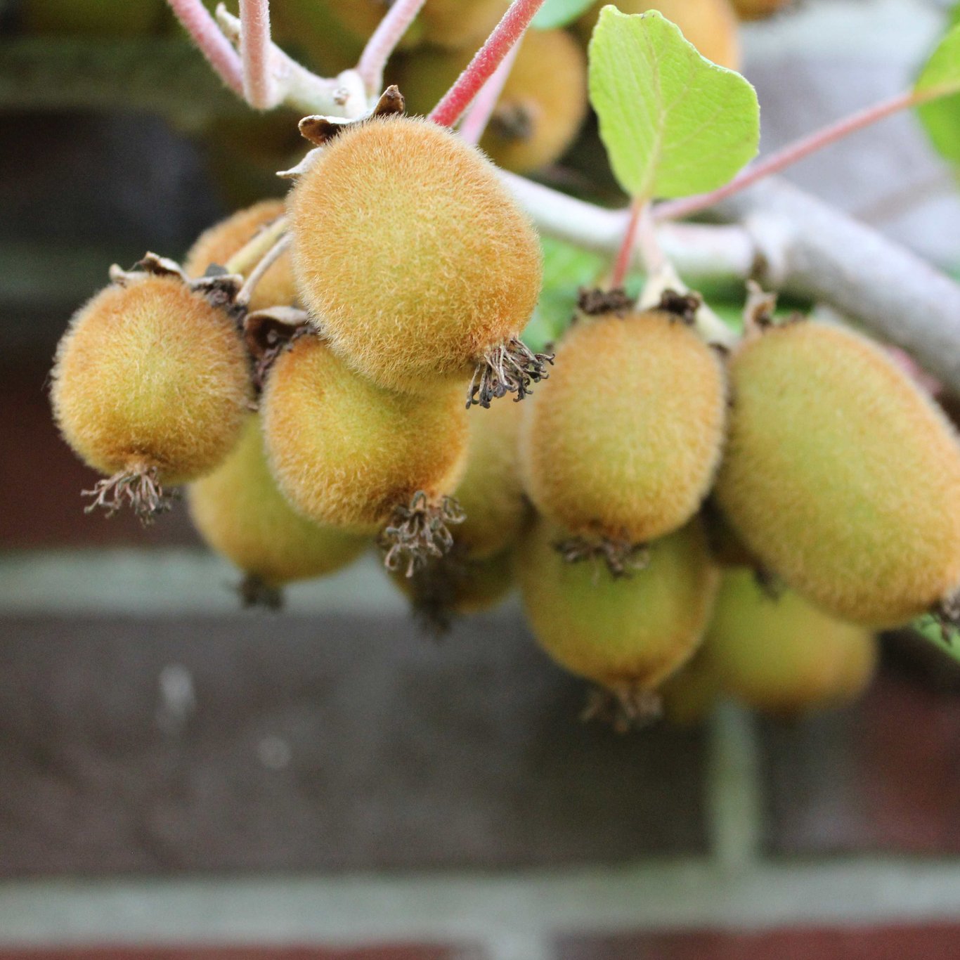 Minikiwi – Actinidia d. 'Boskoop' - C2 50-60 CM 3 Stick